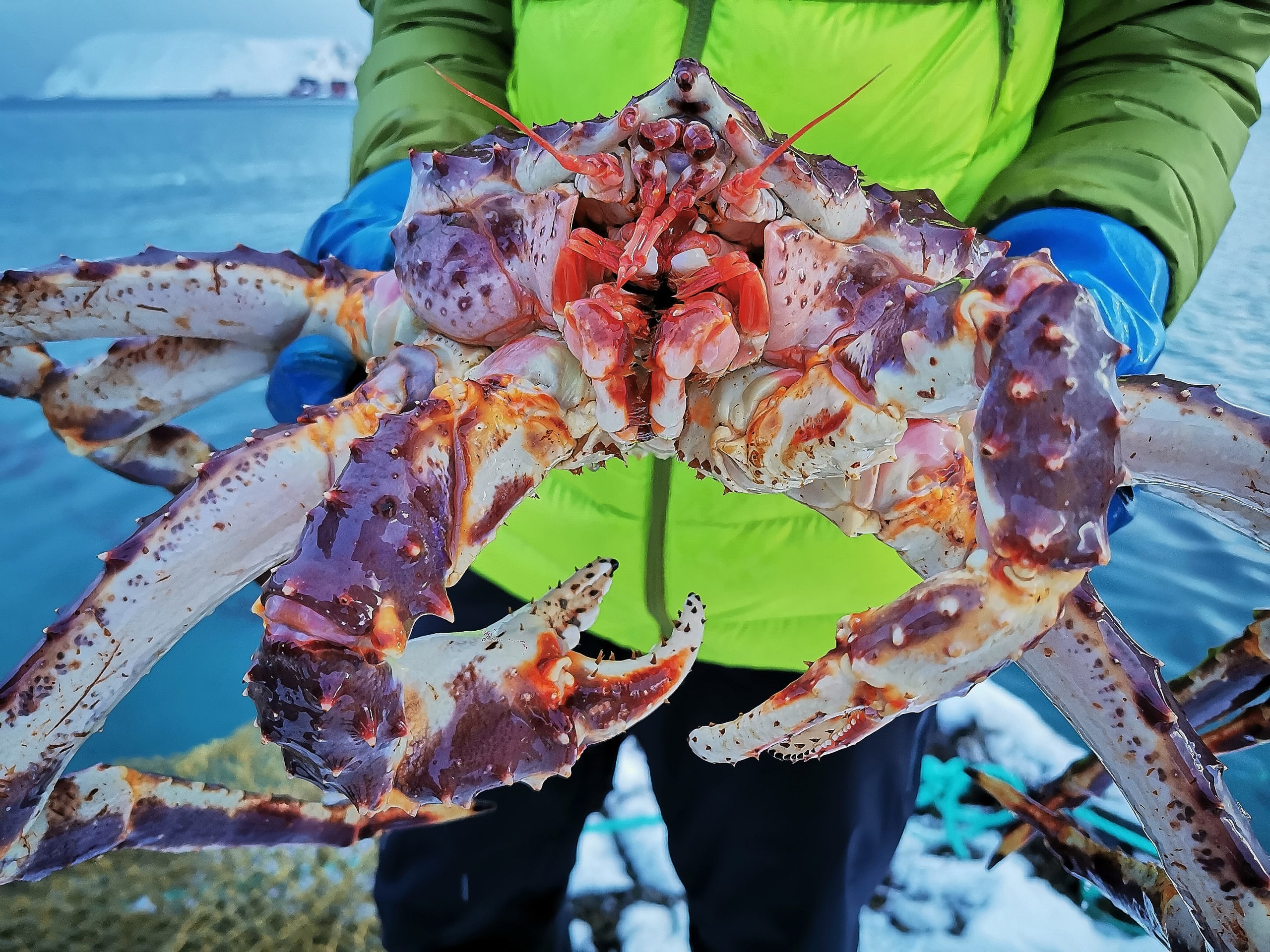 RIB Boat King Crab Safari